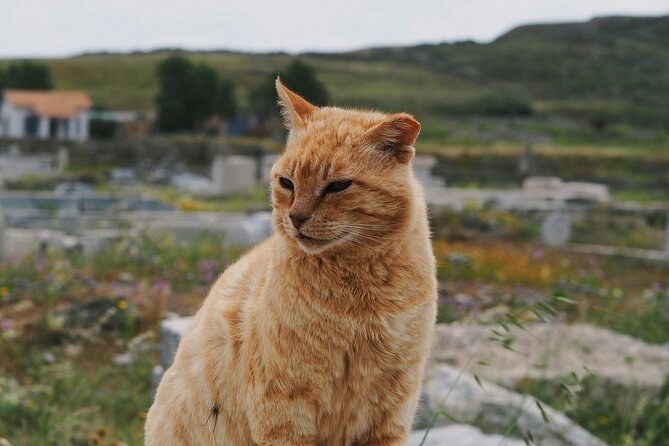 4Hours Mykonos Adventure Walk in Town & Minivan Countryside Tour - Who Should Book This Mykonos Adventure Walk & Countryside Tour?