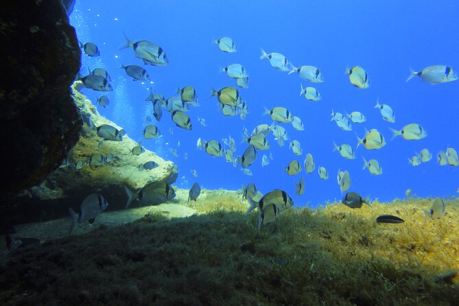 Discover Scuba Diving Adventure in Mykonos - The underwater session on the rocky home reef (and what you should expect)