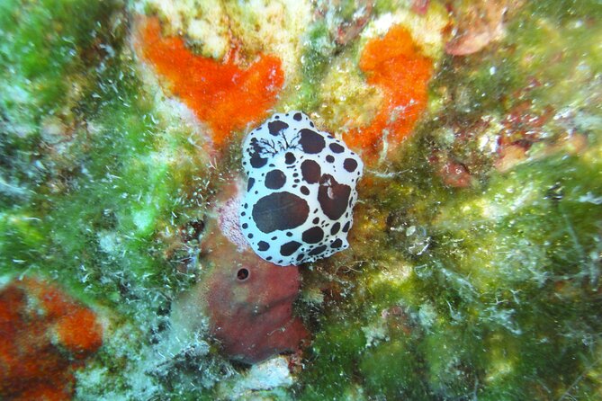 Discover Scuba Diving Adventure in Mykonos - Optional boat session after you pass the basics