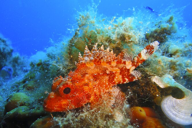 Discover Scuba Diving Adventure in Mykonos - Gear up, then into the water: what the setup really means