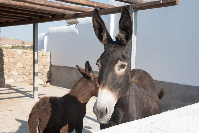 From Mykonos: Ano Mera Farm Tour - Key things to know before you go
