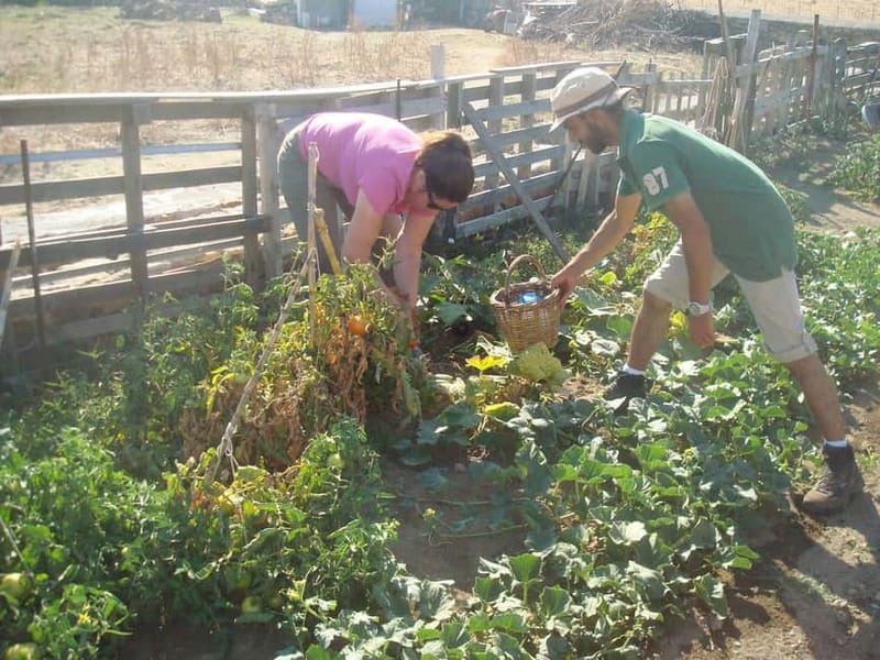 From Mykonos: Ano Mera Farm Tour - From hotel pickup to Ano Mera in about 2.5 hours