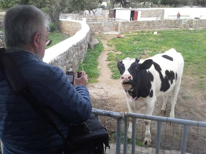 From Mykonos: Ano Mera Farm Tour - The raki break and simple farm snacks