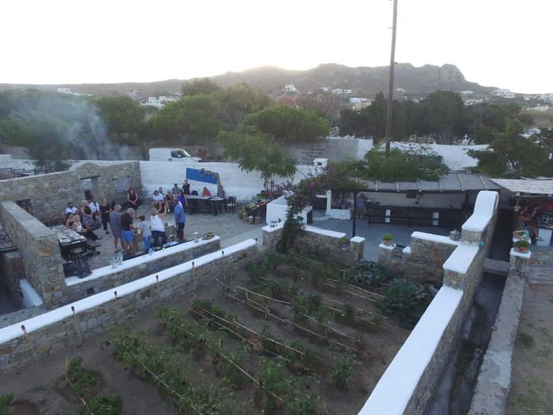 From Mykonos: Ano Mera Farm Tour - Cutting seasonal produce from the vegetable garden