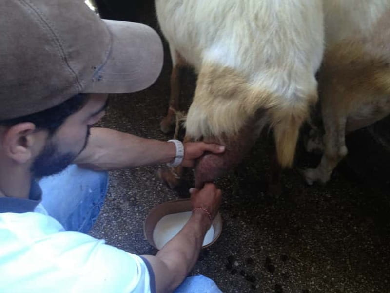 From Mykonos: Ano Mera Farm Tour - Optional hands-on farm tasks: garden work and animal care