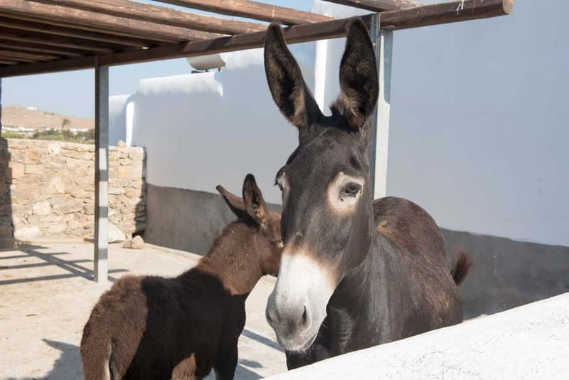 From Mykonos: Ano Mera Farm Tour - How much animal interaction you should expect
