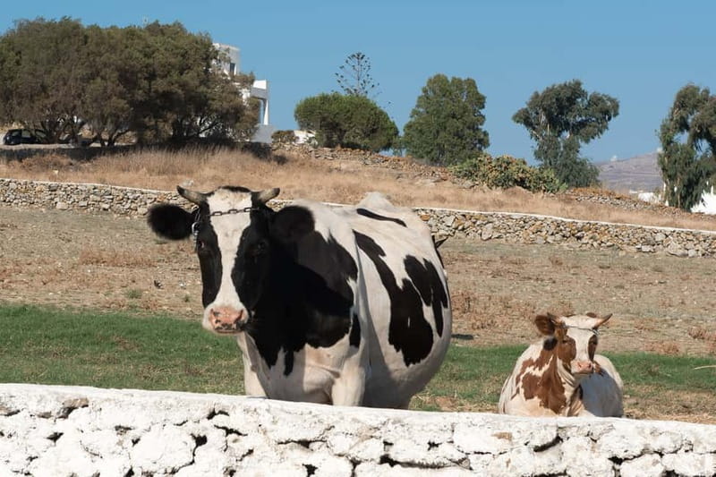 From Mykonos: Ano Mera Farm Tour - Entering a traditional Mykonian farm grounds