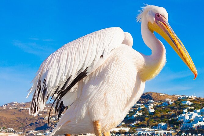 Half-Day Private Guided Tour in Mykonos up to 6 - Entering Mykonos Town: White Streets, Shop Stops, and Petros the Pelican