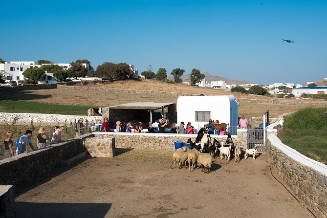 Mykonian Farm Experience - Key highlights you’ll feel right away