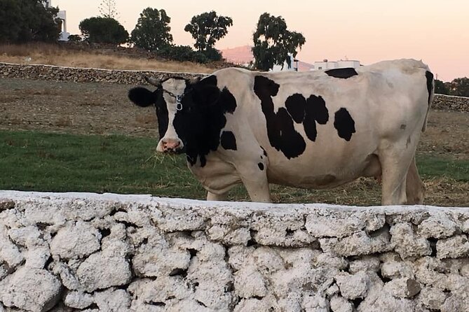 Mykonian Farm Experience - Free Time on the Farm: How to Use It Without Wasting It