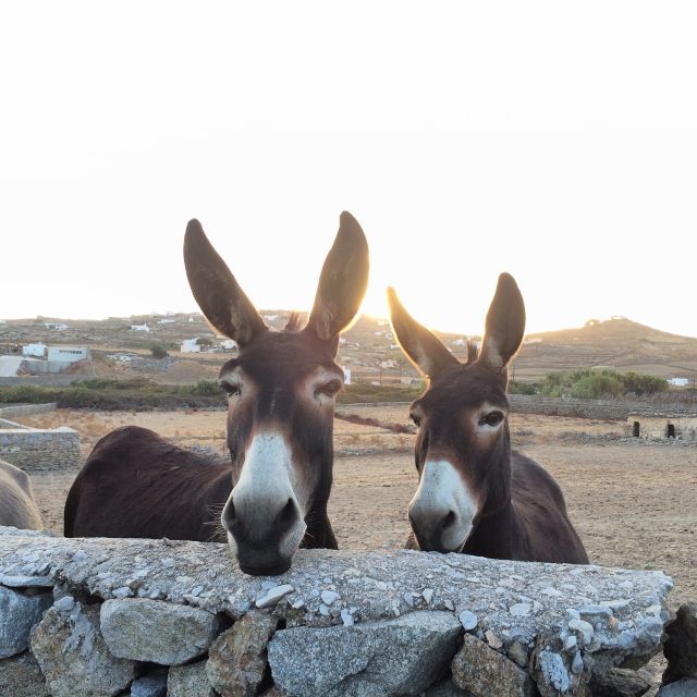 Mykonos: Full-Day Sightseeing Tour with Lunch - Transportation and guides: what consistently earns high marks