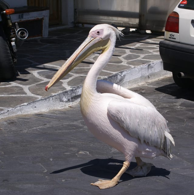 Mykonos town - Private walking tour - Gioras Bakery: a quick cultural stop, not just a snack