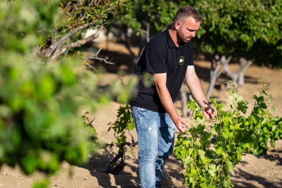 Mykonos: Winery Vineyard Experience with Food & Wine Tasting - Mykonos wine country is the antidote to town stress