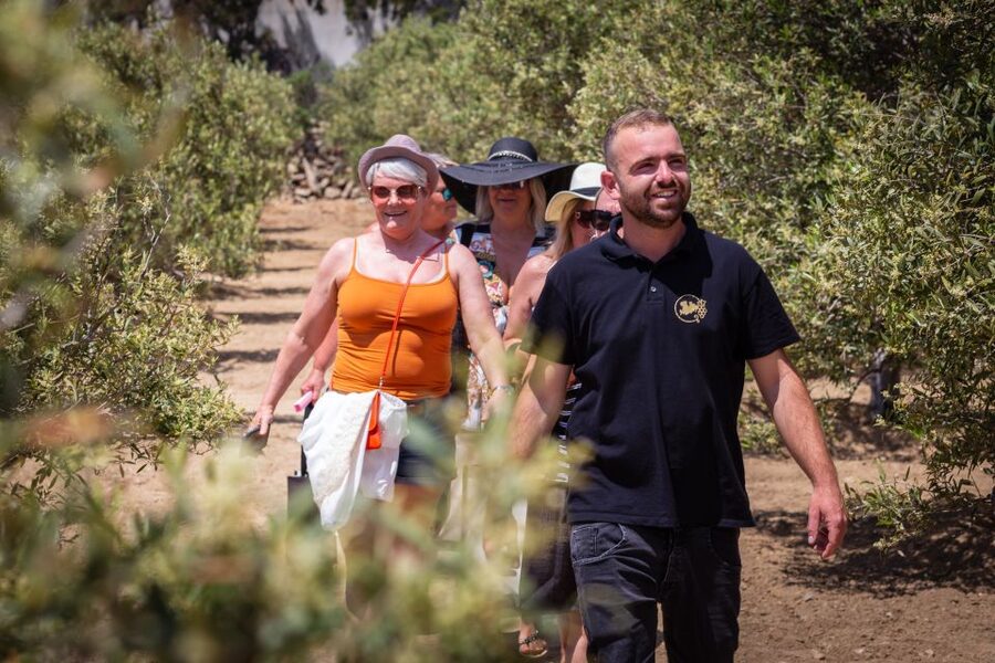 Mykonos: Winery Vineyard Experience with Food & Wine Tasting - Who this tour suits best (and who might want to skip)