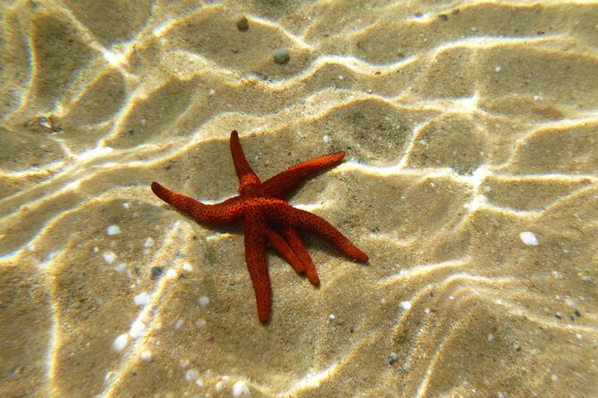 Private 1-Hour Guided Snorkeling Adventure with Go Pro Pictures - Panormos Beach Protected Zone: Why This Calm Bay Matters