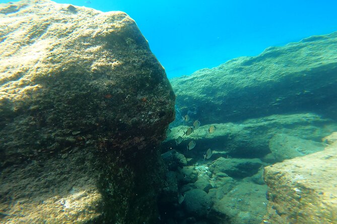 Private 1-Hour Guided Snorkeling Adventure with Go Pro Pictures - Seeing Aegean Fish and Posidonia Seagrass Without Stress