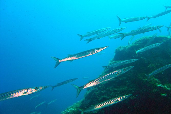 Qualified Diver 1 Tank Dive in Mykonos - Key things that make this Mykonos scuba outing worth your time