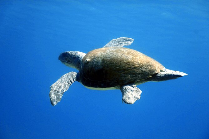 Qualified Diver 1 Tank Dive in Mykonos - Equipment and comfort: what’s included and what you should bring