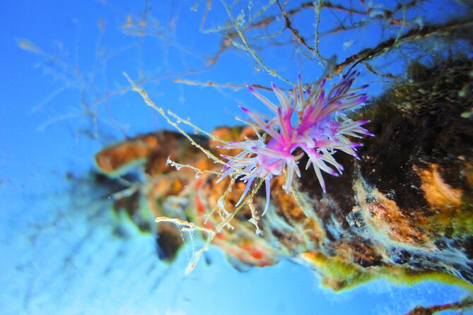 Qualified Diver 1 Tank Dive in Mykonos - Price and value: $178.61 for a small-group, guided experience