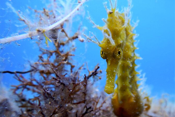 Qualified Diver 1 Tank Dive in Mykonos - The Aegean conditions plan: calm water, good visibility, flexible locations