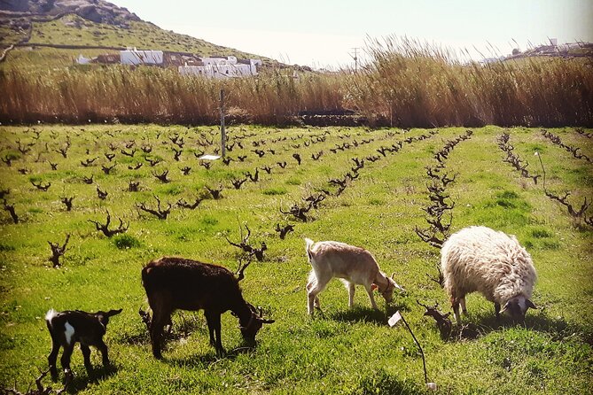 Romantic Cycling Tour with Private Picnic at the beach - Who this Mykonos romantic cycling tour suits best