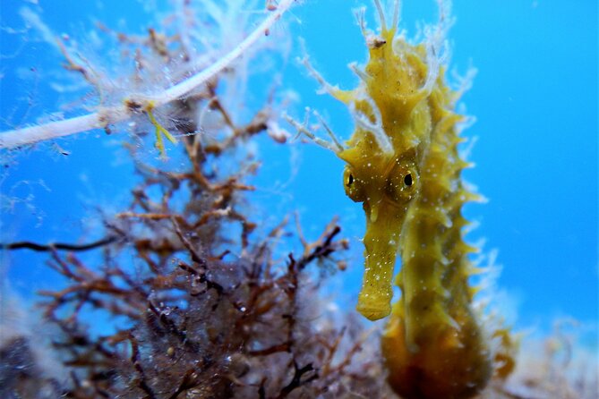 Snorkeling Adventure Trip - Why This 1-Hour Snorkeling Trip Works in Mykonos