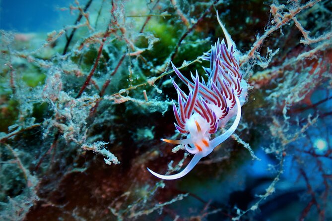 Snorkeling Adventure Trip - What You’ll See: Mykonos Reef Life and Clear-Water Conditions