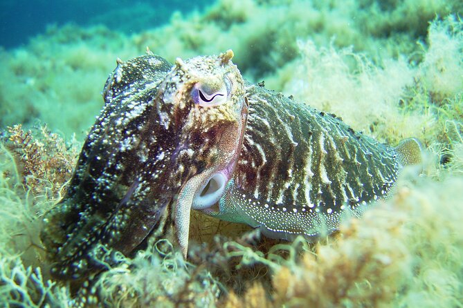 Snorkeling Adventure Trip - Value for Money: Is $119.48 Worth It?