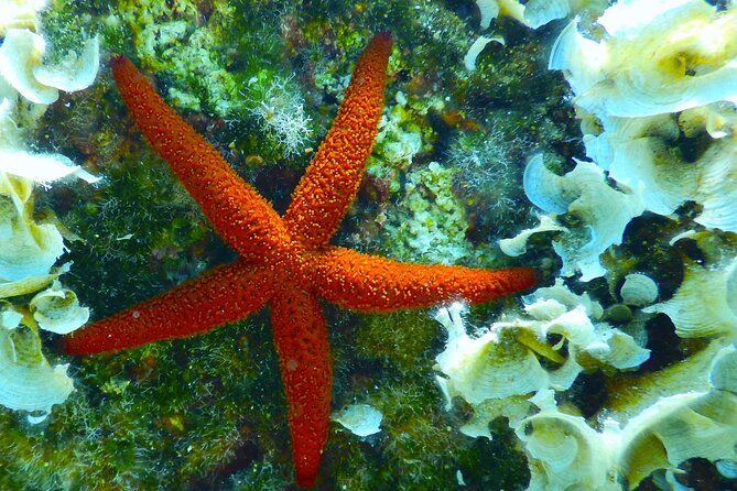 Snorkeling Adventure Trip - Practical Tips Before You Go (So the Day Feels Easy)